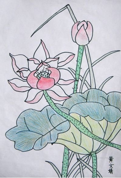 荷花(南平市流芳小学:黄文婧)